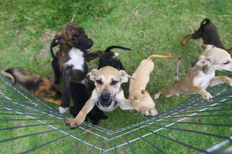 Centro de Controle de Zoonoses de São José promove feira de adoção e vacinação