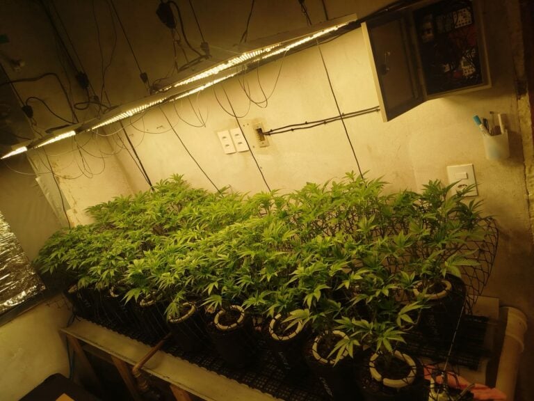 Polícia encontra estufa de maconha avaliada em R$ 500 mil em Hortolândia
