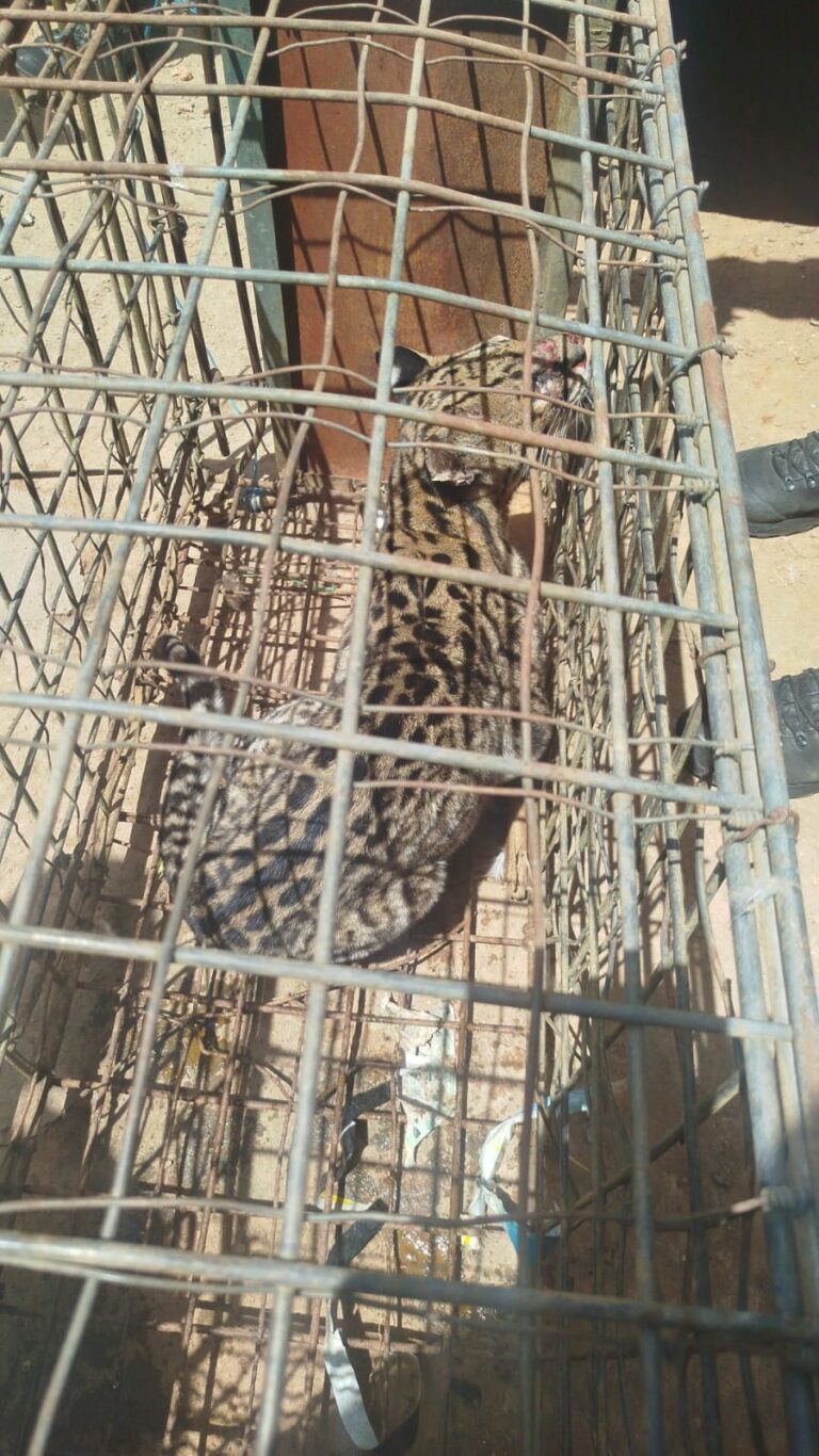 VÍDEO: PM Ambiental resgata jaguatirica em galinheiro de São José