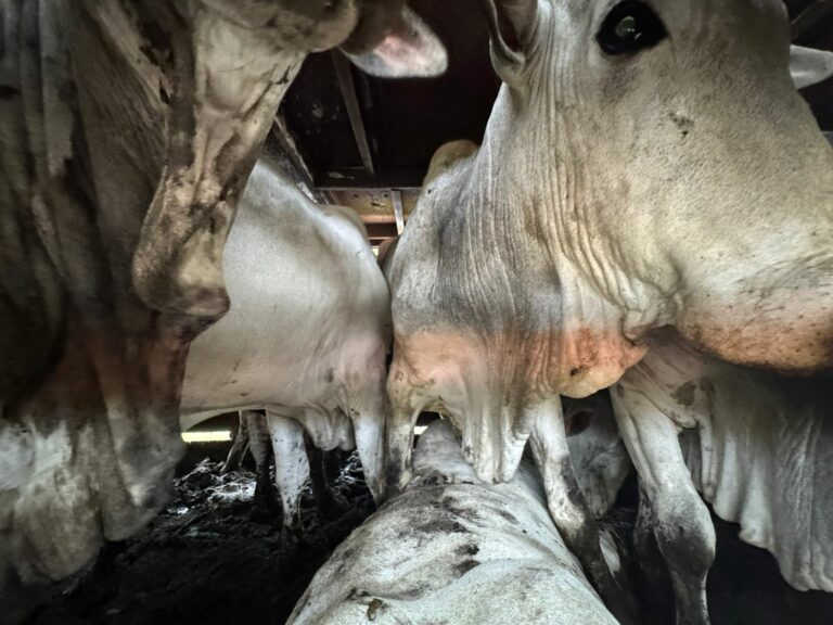 Mais de 60 cabeças de gado são encontradas em situação de maus-tratos em Paraibuna