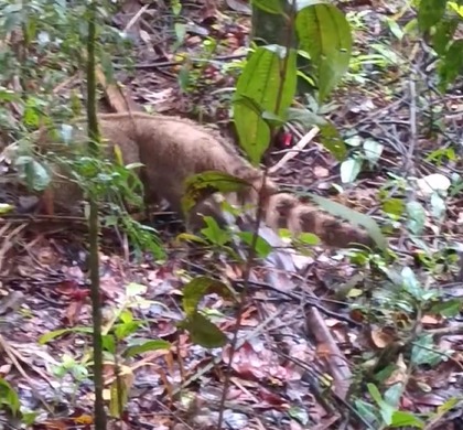 VÍDEO: Quati e Mão-pelada são reinseridos na natureza após recuperação em Taubaté