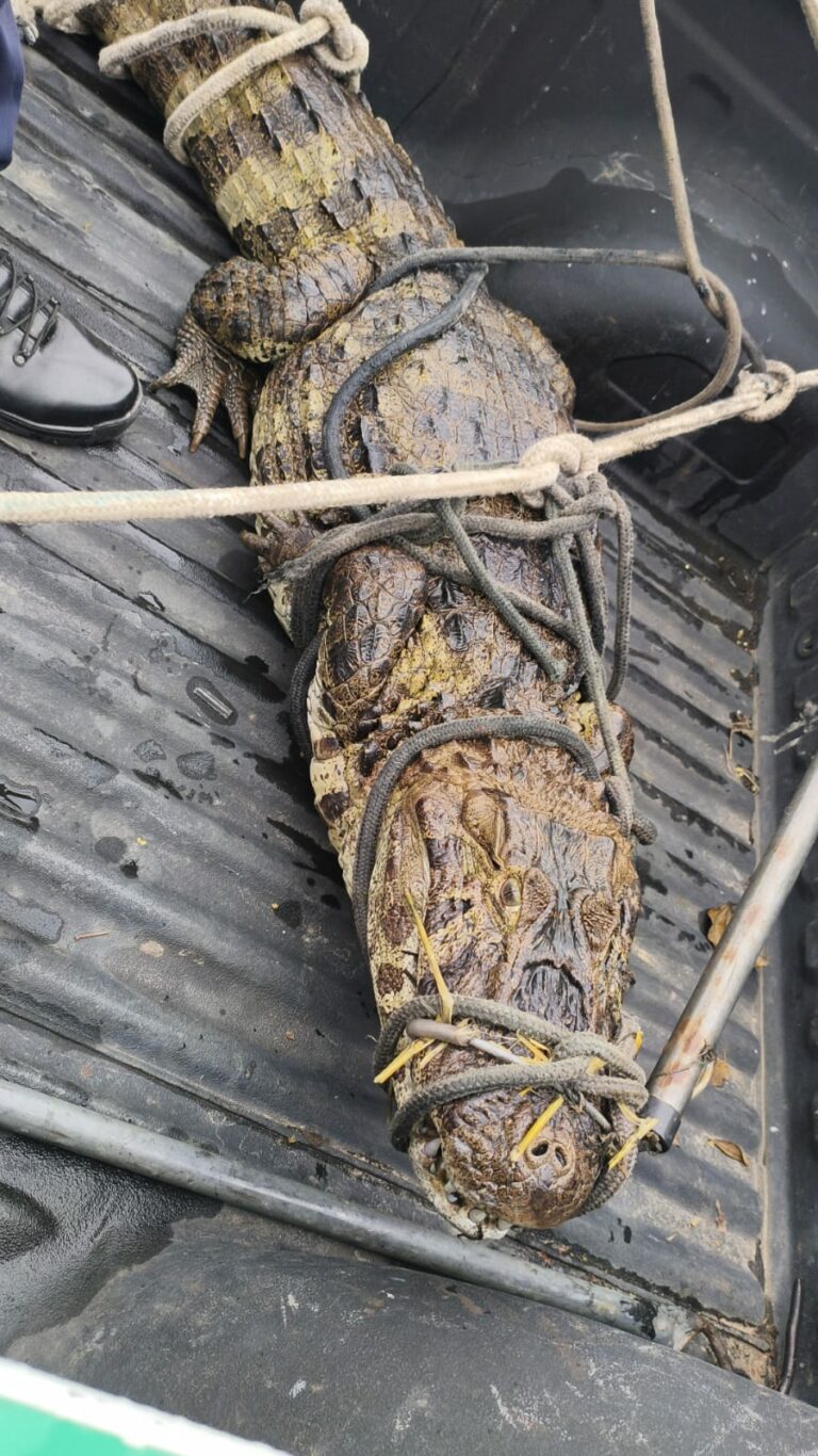 Jacaré de 2 metros aparece em canal de Guarujá e é resgatado