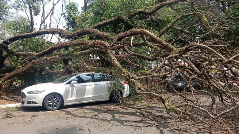 Primeiro Projeto de Lei apresentado em 2026 aborda a poda de árvores com risco de acidentes; Entenda