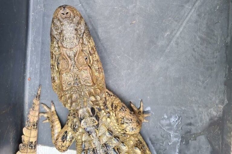 CETRAS já atendeu mil animais em dez meses