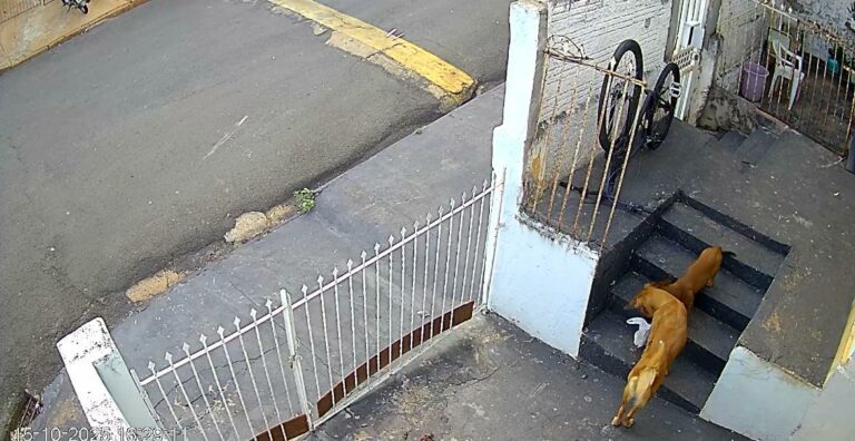 Cadela morre envenenada após vizinho arremessar sacola em residência