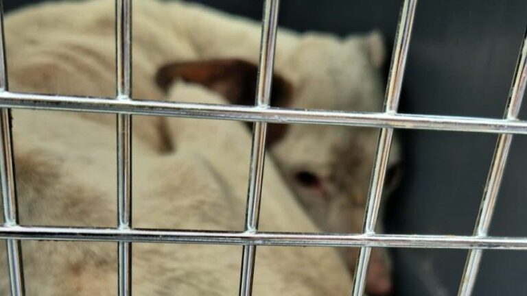 Operação conjunta resgata cadela vítima de maus-tratos