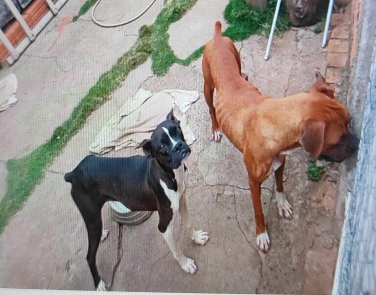 Homem é multado em R$ 10 mil por maus-tratos a animais em Pirapozinho