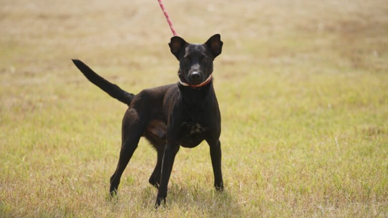 CCZ de Araçatuba tem 27 cães e 4 gatos para adoção