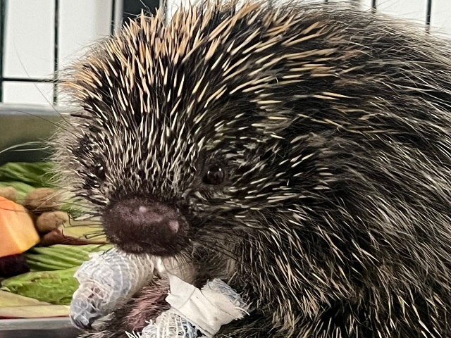 Ouriço resgatado em incêndio recebe cuidados dos veterinários da Cidade da Criança