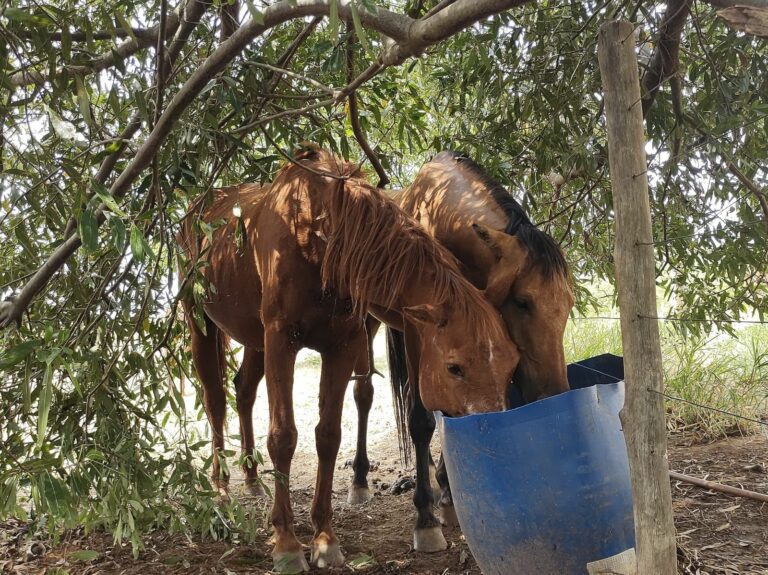 Homem é multado em R$ 15 mil por maus-tratos e morte de cavalo