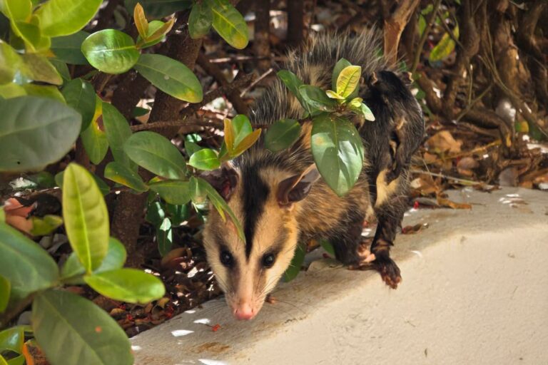 CETRAS devolve 32 gambás à natureza