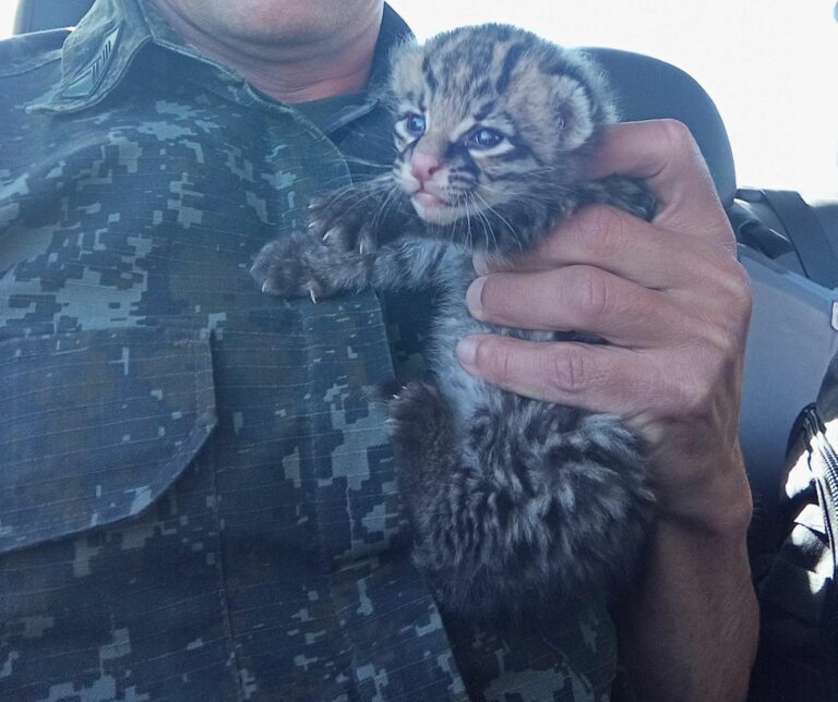 Filhote de felino é resgatado em fazenda após fortes chuvas