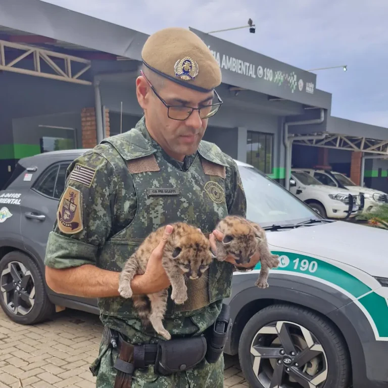 Filhotes de onça-parda são resgatados na zona rural de Monte Aprazível