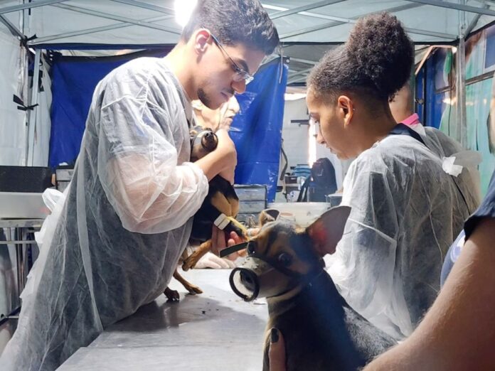 Prefeitura de Taubaté realiza mutirão de castração de cães e gatos neste fim de semana