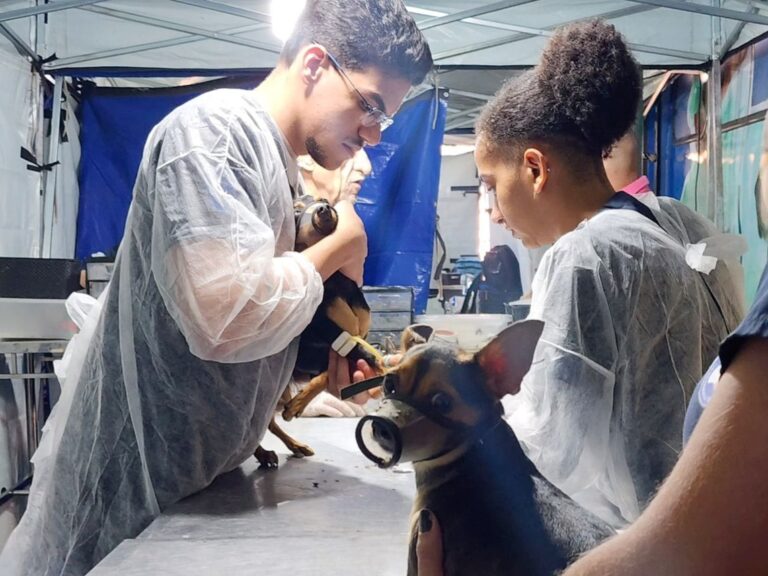 Prefeitura de Taubaté realiza mutirão de castração de cães e gatos neste fim de semana