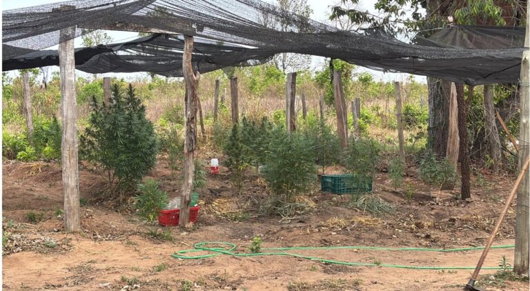 Polícia descobre tráfico de maconha disfarçado de cultivo medicinal