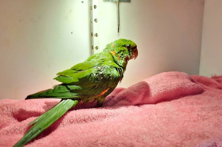 CETRAS recebe maritaca apreendida em tentativa de venda ilegal