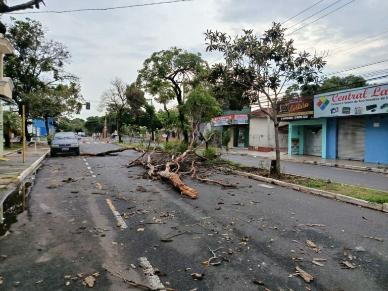 Chuvas fortes em Araçatuba derrubam 15 árvores e desligam semáforos