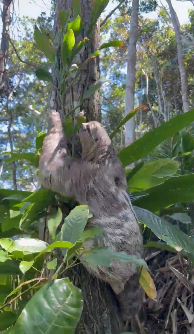 Bicho-preguiça é resgatado em poste de energia elétrica em Guarujá; VÍDEO