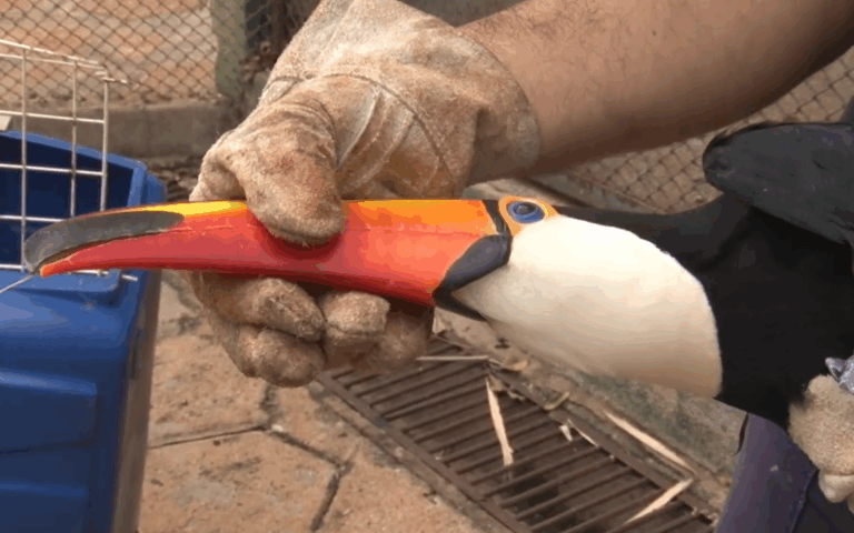 Mais de 70 animais são liberados após recuperação no CETRAS