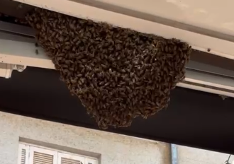 Enxame de abelhas assusta comerciantes no Centro de Piracicaba