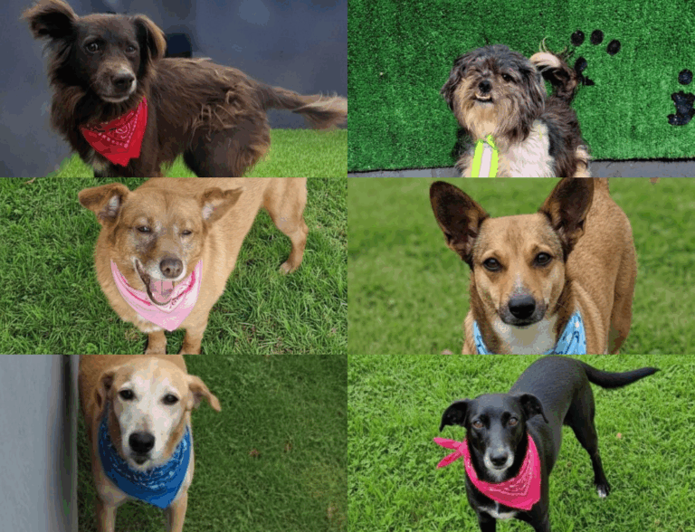 Cães resgatados buscam novo lar em feira de adoção em Campinas