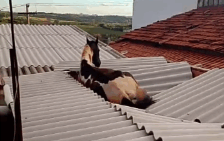 Cavalo sobe em telhado, casa cede e animal cai em residência