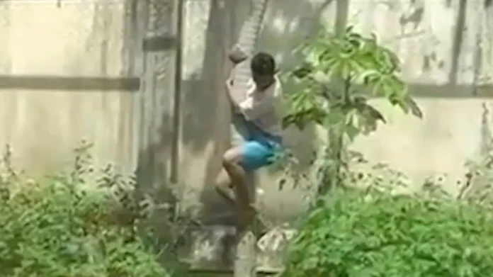 Leoa-que-matou-homem-em-parque-na-Paraiba