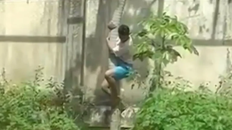 Homem morre após invadir espaço de leoa e ser atacado por animal em parque de João Pessoa