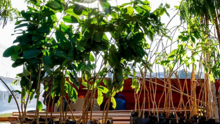 Rio Preto apresenta diagnóstico e plano para plantio de árvores