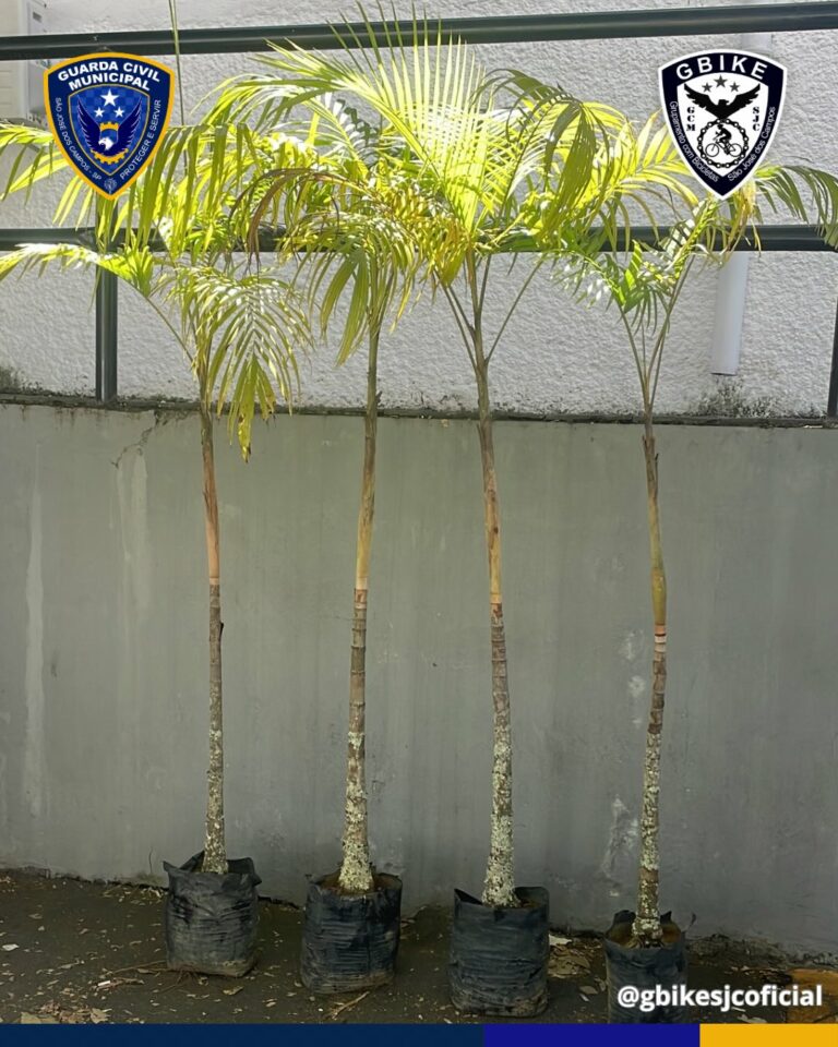 GCM recupera mudas de palmeiras furtadas no Parque da Cidade em São José