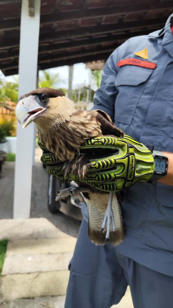 Carcará ferido é resgatado em Caraguatatuba