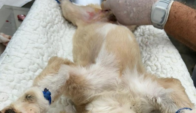 Núcleo de Zoonoses de Buritama oferece castração gratuita para cães machos