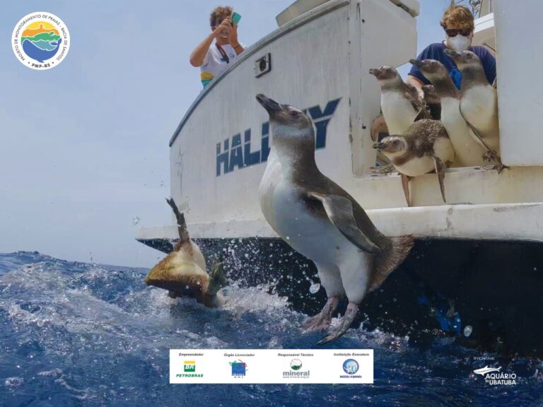 Instituto Argonauta devolve 17 pinguins reabilitados ao mar em Ubatuba