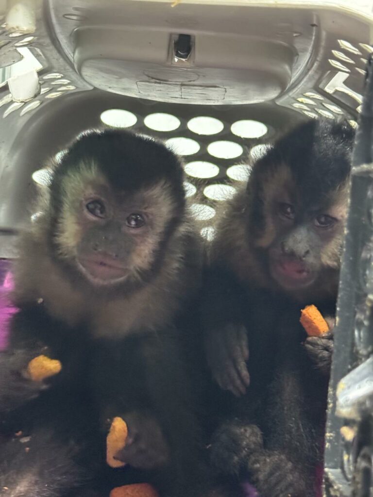 Esquema criminoso de animais silvestres é desarticulado em Santos; VÍDEO