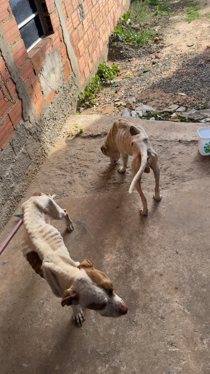 Homem é preso por maus-tratos a animais em Campinas