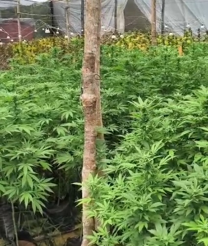 10 são presos com 1,7 mil pés de maconha em área rural de São Luiz do Paraitinga