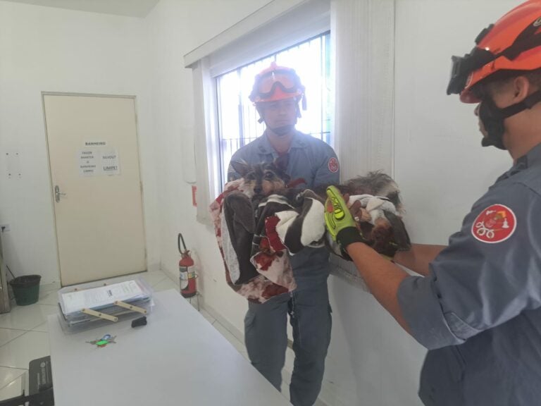 Bombeiros resgatam cadela presa em vergalhão em Caraguatatuba