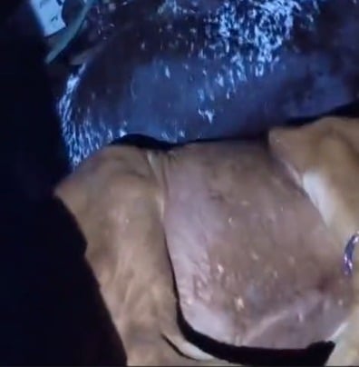 Homem é preso ao transportar três vacas amarradas dentro de um carro após furto em Silveiras