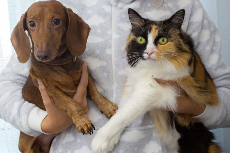 Prefeitura de Buritama oferece castração gratuita para cães e gatos machos