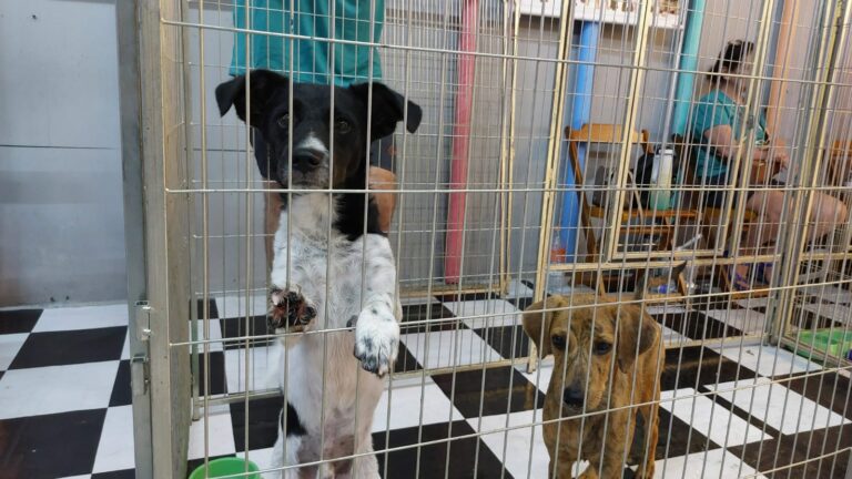 Shopping e Clube Amigo dos Animais promovem mais feira de adoção em Araçatuba