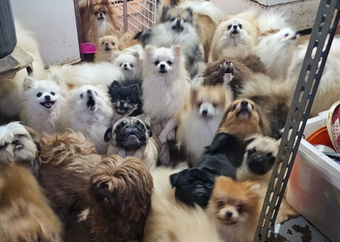 Animais em canil clandestino | Divulgação