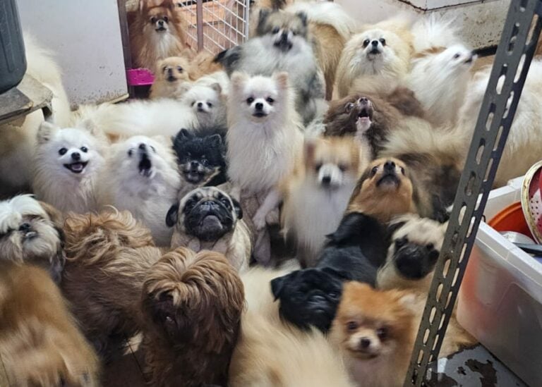 Animais em canil clandestino | Divulgação