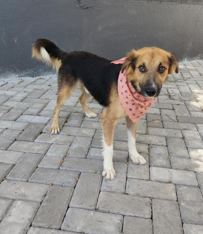 Shopping Unimart recebe Feira de Adoção Animal do DPBEA neste sábado