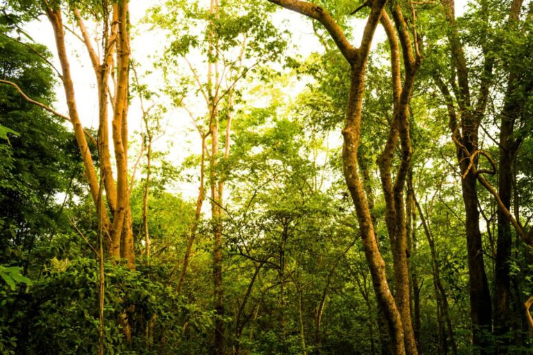 Entenda a transformação do Horto Municipal em Área de Proteção Ambiental