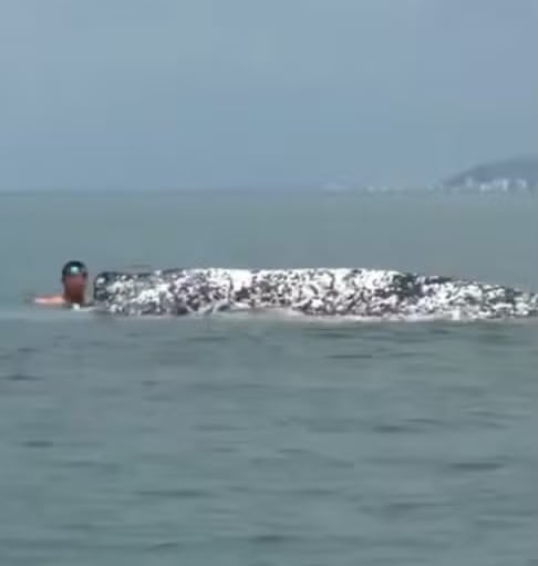 Ibama multa homens por interagir com baleia-jubarte debilitada no litoral de SP