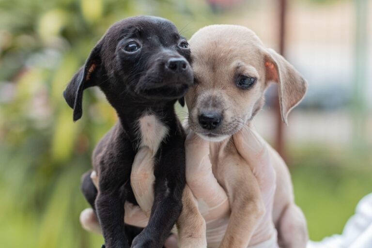Votuporanga cria cadastro de protetores de animais