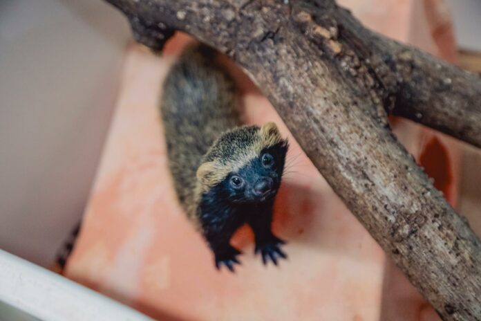 cetras_morro_sao_bento_-_foto_guilherme_sircili__-08