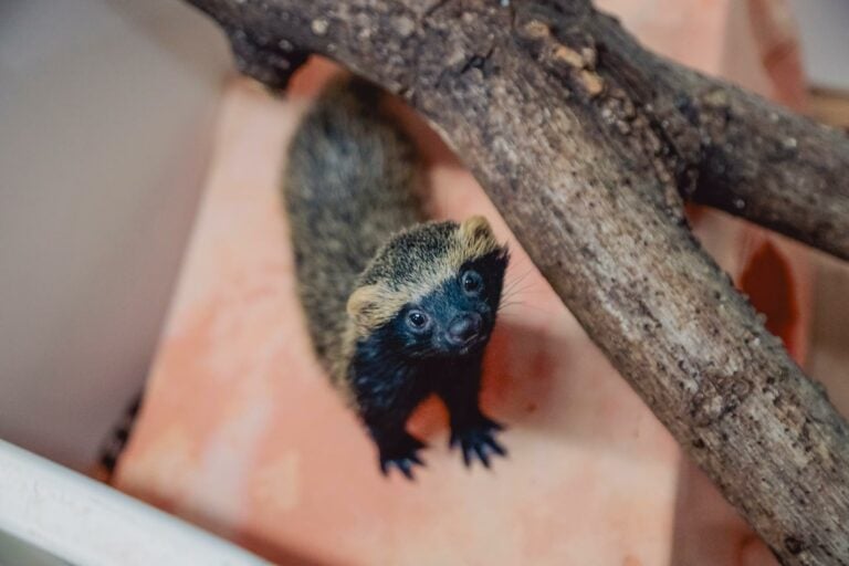 Cetras apresenta balanço de 2025 com mais de 1,3 mil animais atendidos