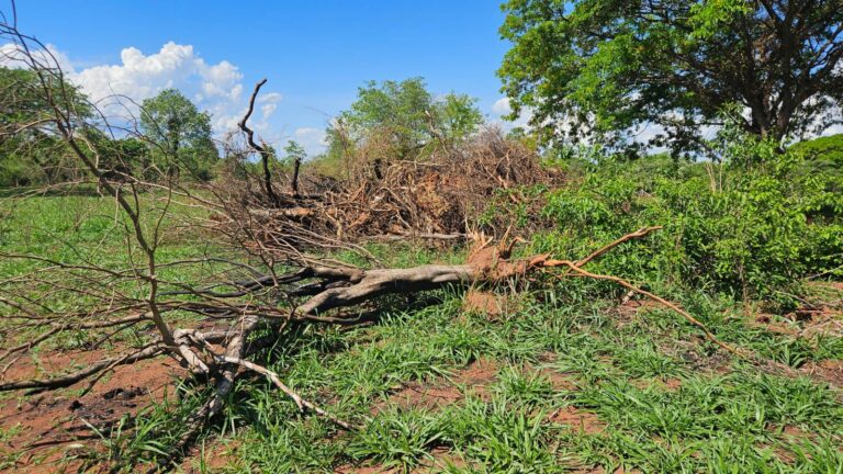 Sitiante é multado em R$ 66 mil por desmatamento e queimada